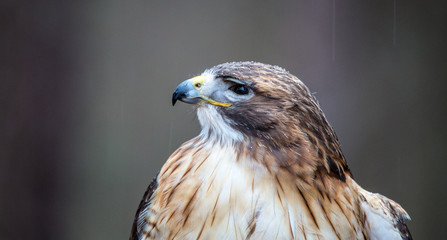 Red-Tailed Hawk