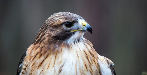 Red-Tailed Hawk