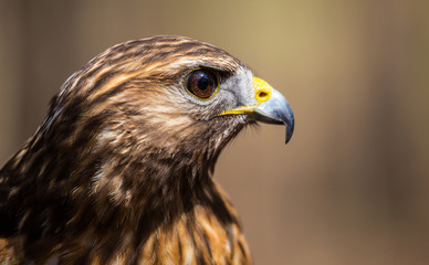 Red-Tailed Hawk