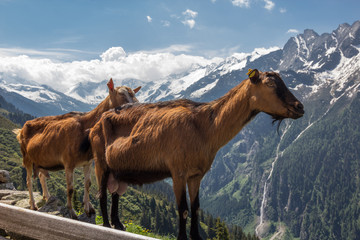 Zwei Ziegen vor Bergpanorama