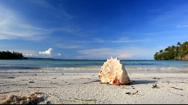 Seashell on beach, Philippines, Boracay