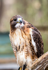 Red-Tailed Hawk