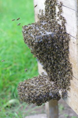 A swarm of bees