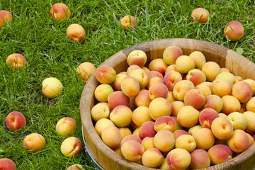 Apricots in a wooden bowl