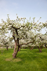 flowering apple tree in orchard in Holland