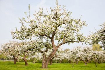 Naklejka premium flowering apple trees in holland