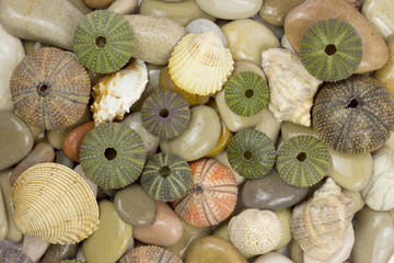 Sea urchin shells on pebbles