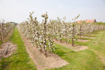 Fototapeta na wymiar blooming apple orchard and farm house