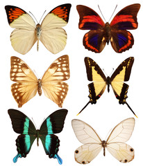 Set de papillons exotiques - 2