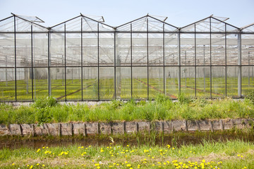 greenhouse in Westland in The Netherlands