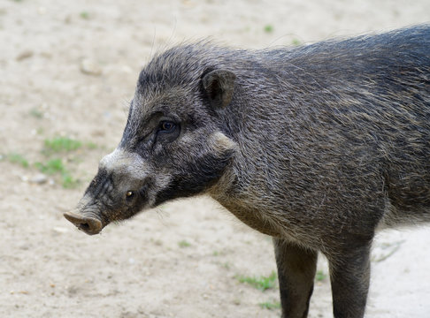 Visayan warty pig