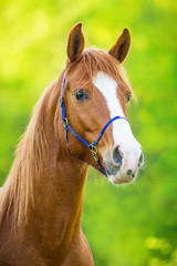 Vollblutaraber Portrait