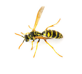 wasp