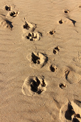 footprints of a wolf and its little puppy in the desert