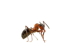 Ant on white