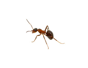 Ant on white