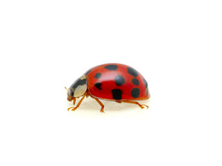 Ladybug