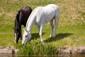 white horse and dark horse grazing together