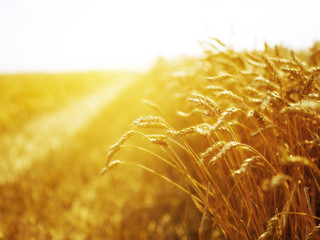 Closeup of a wheat field at sunset at a dutch farmhouse