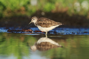 Green Sandpiper Tringa ochropus