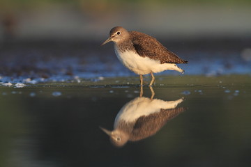 Green Sandpiper Tringa ochropus