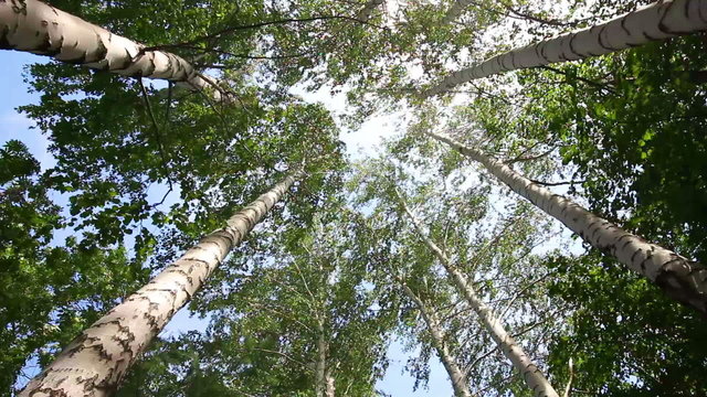 turning tops of summer birch trees with sun shining - loopable