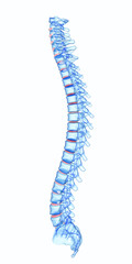 x-ray human Spine