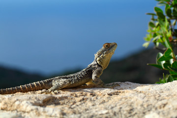 Lizard