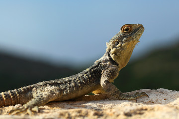 Lizard
