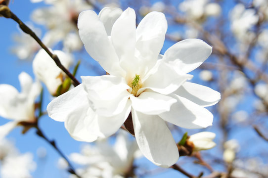 Fototapeta Delicate white magnolia flower closeup.