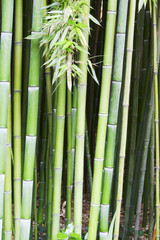 bamboo tree wood background