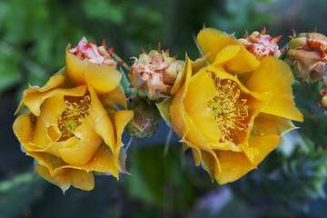 beautiful yellow flowers of blooming cactus