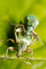 Mating of a couple of green snout beetles