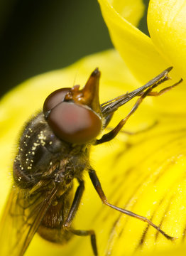 Close-up of a species of hoverfly, the Rhingia campestris