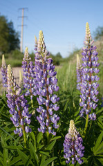 Purple lupine flowers
