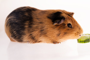 Red guinea pig