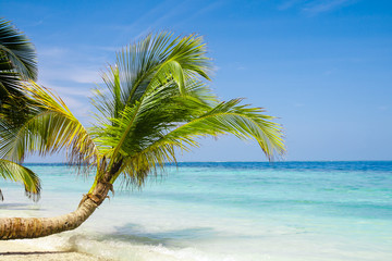 Naklejka na ściany i meble Exotic palm trees on white sand beach. Luxury resort.