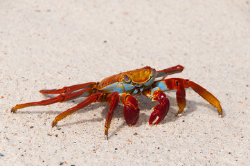 A Sally Light Crab Grapsus grapsus