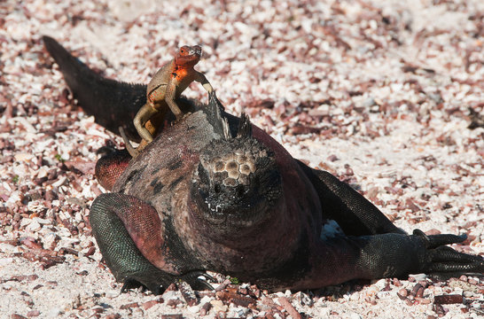 Galapagos marine iguana wiht a lava lizard.
