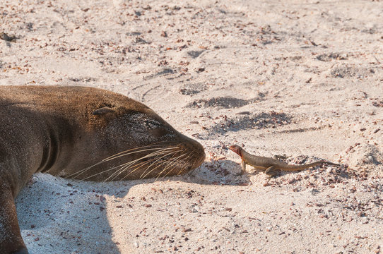 Galapagos sea-lion and lava lizard face to face