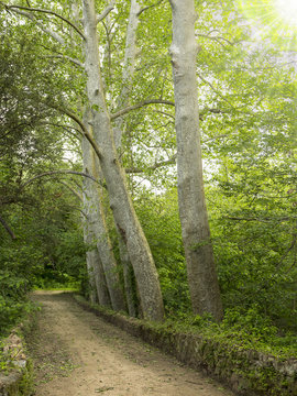 Fototapeta Aranyal Bridge and plane trees, Montnegre Corredor Park, Spain.