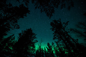 Fototapeta na wymiar Zorza polarna nad drzewami w Norwegii