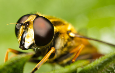 Close-up of an European drone-fly or hoverfly (Eristalis tenax)