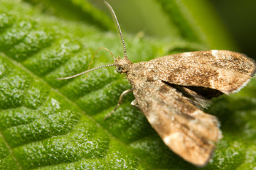 Naklejka premium Close-up of the a small moth; the common Nettle-tap