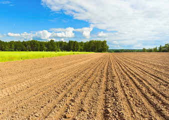 Plowed and sown field