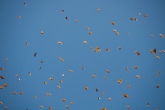 Reserva de Biosfera de Mariposa Monarca, Michoac&aacute;n (M&eacute;xico)