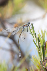 Dragonfly or damselfly on a plant