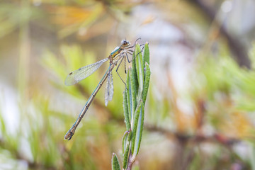 Dragonfly or damselfly on a plant