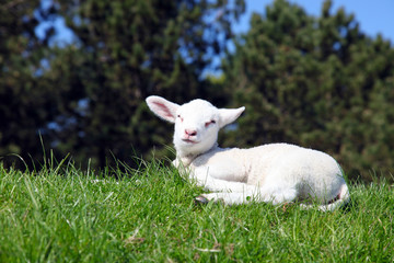 Obraz premium Lamm liegt in der Sonne