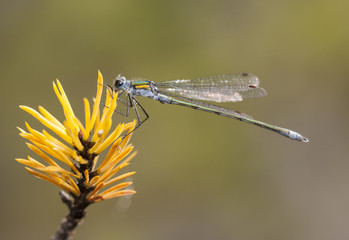 Dragonfly or damselfly on a plant